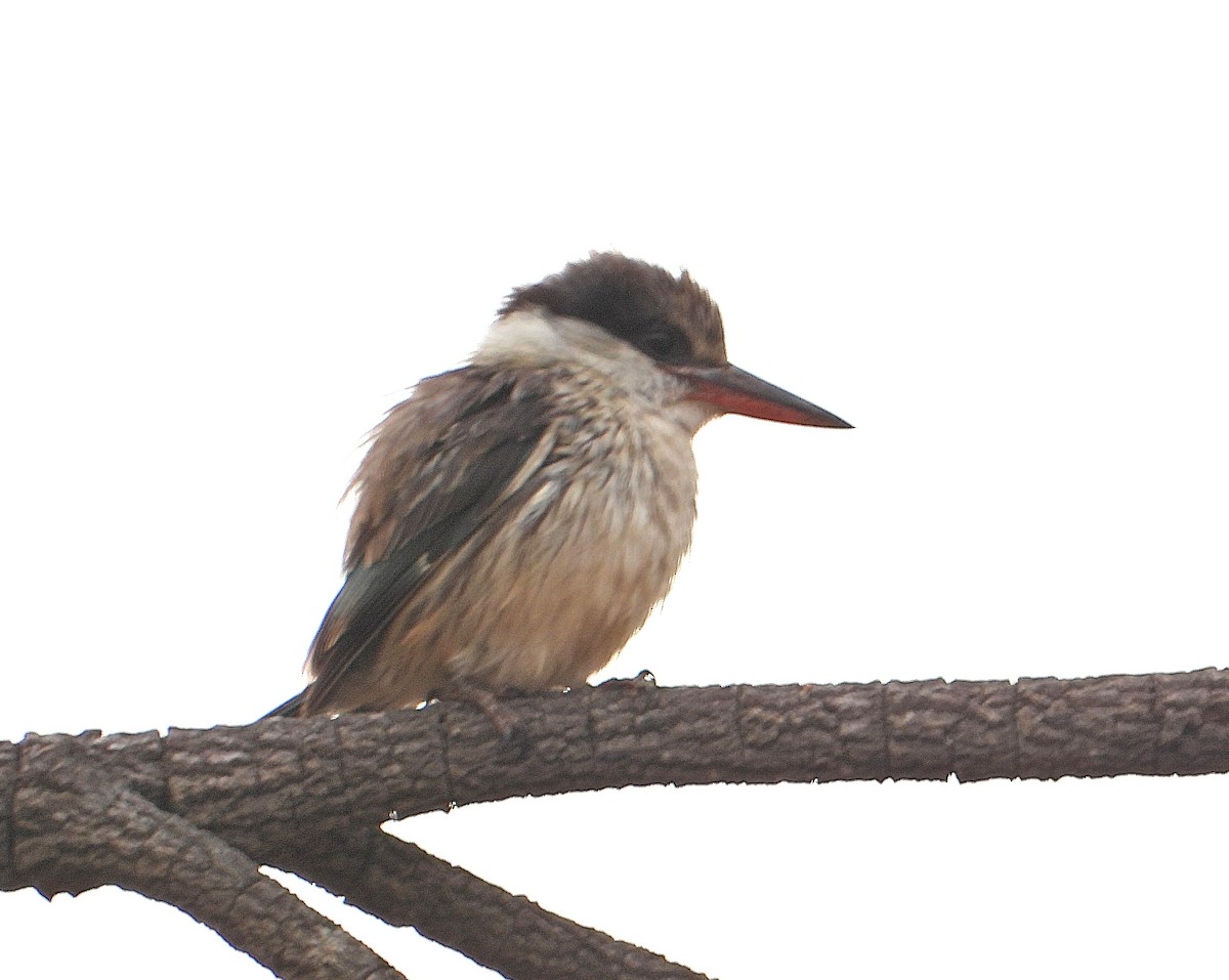 Striped Kingfisher - ML644211043