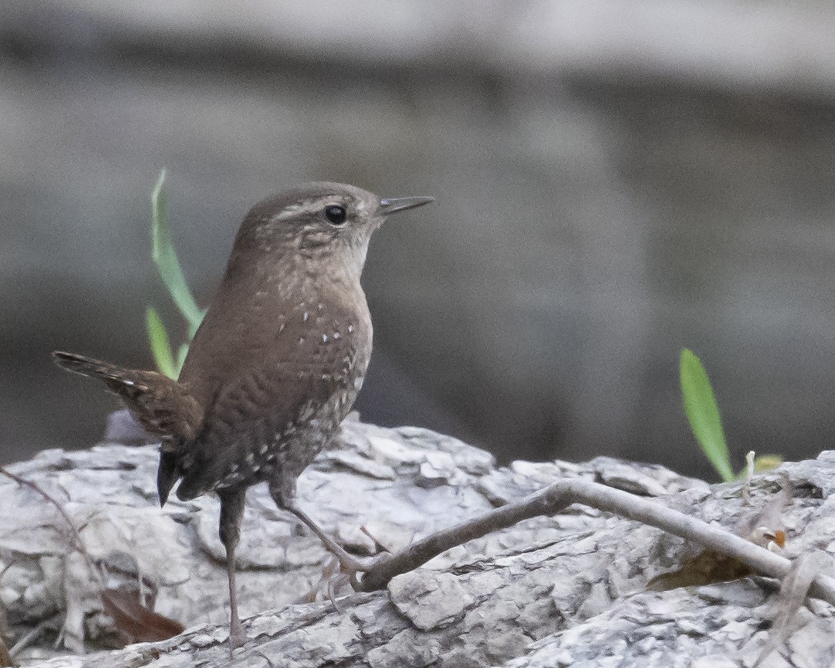 Winter Wren - ML644211045