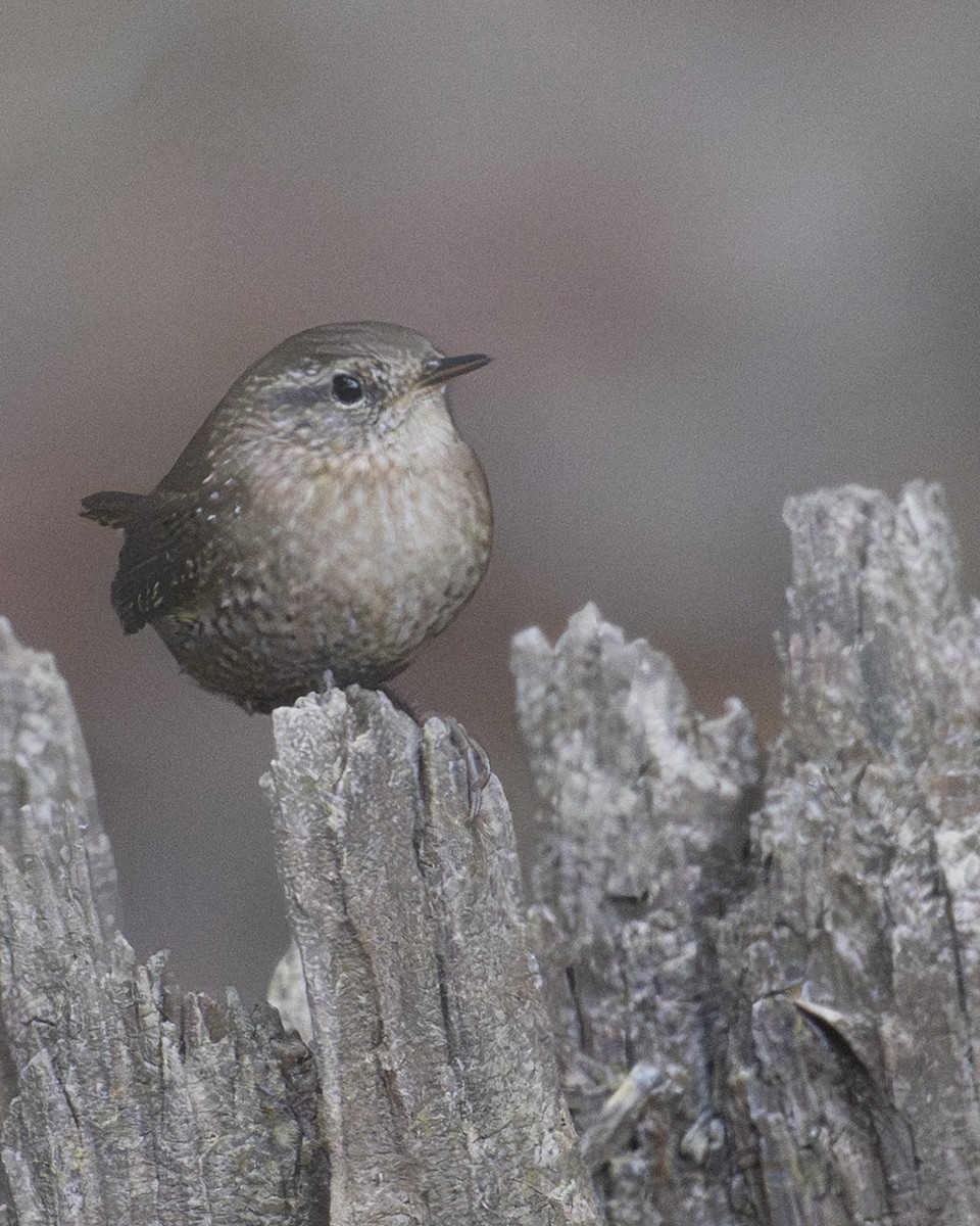 Winter Wren - ML644211046