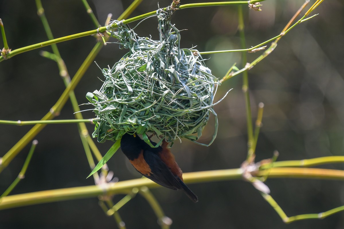 Chestnut-and-black Weaver - ML644211047