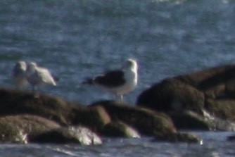 racek mořský - ML644211053