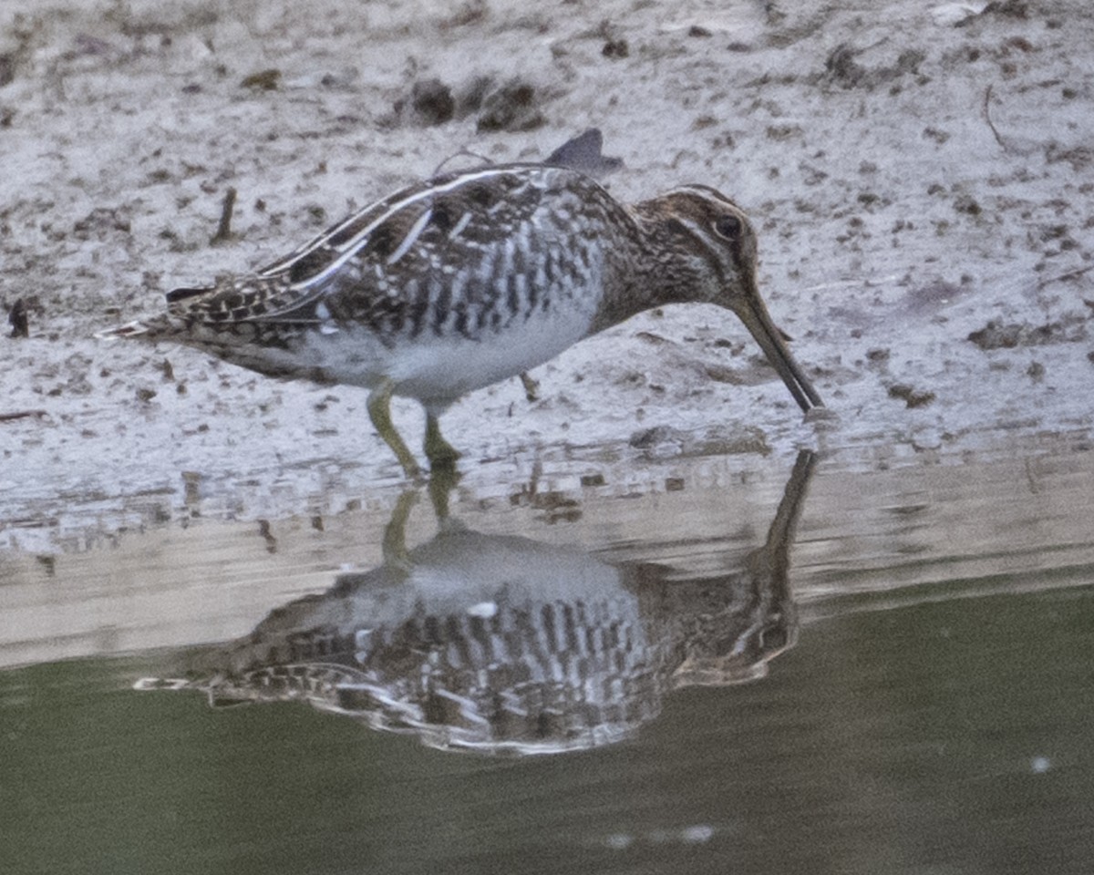 Wilson's Snipe - ML644211062
