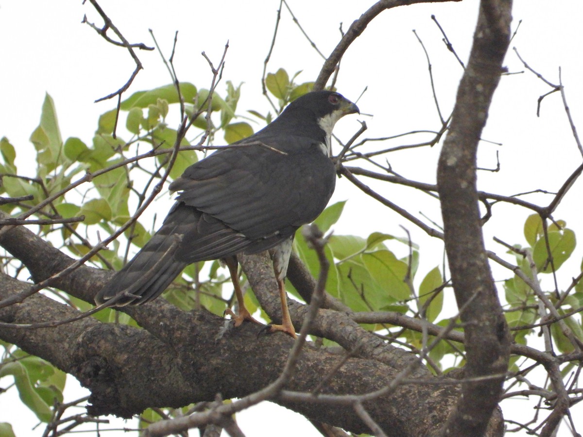 Black Goshawk - ML644211063