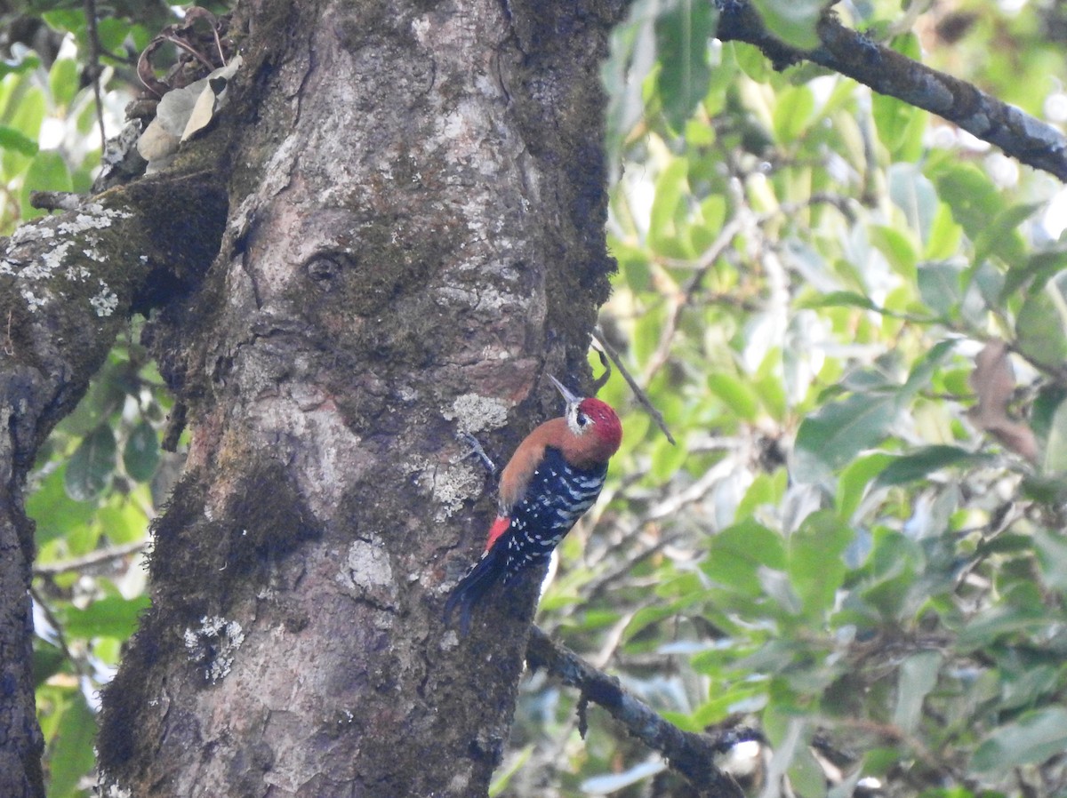Rufous-bellied Woodpecker - ML644211066