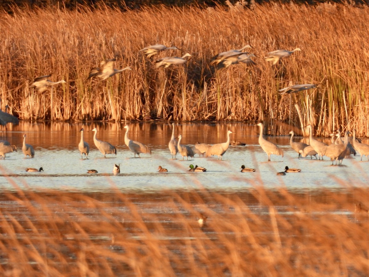Sandhill Crane - ML644211082
