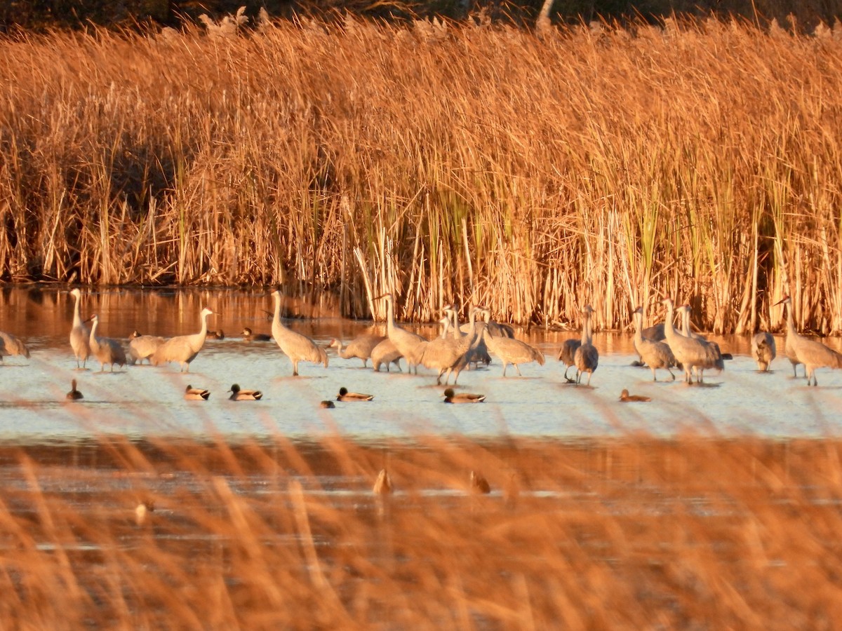 Sandhill Crane - ML644211083