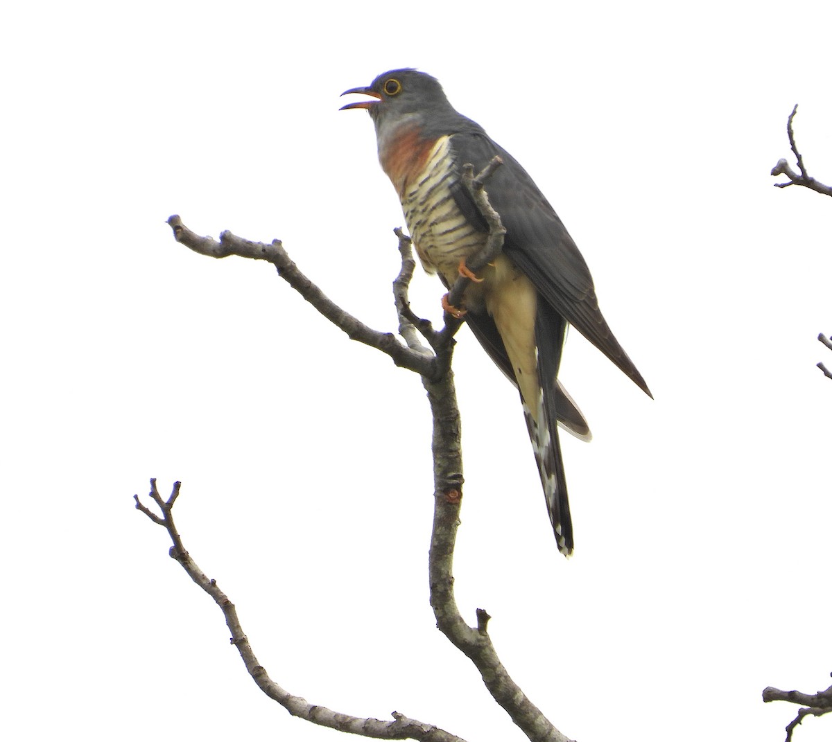 チャムネカッコウ - ML644211085