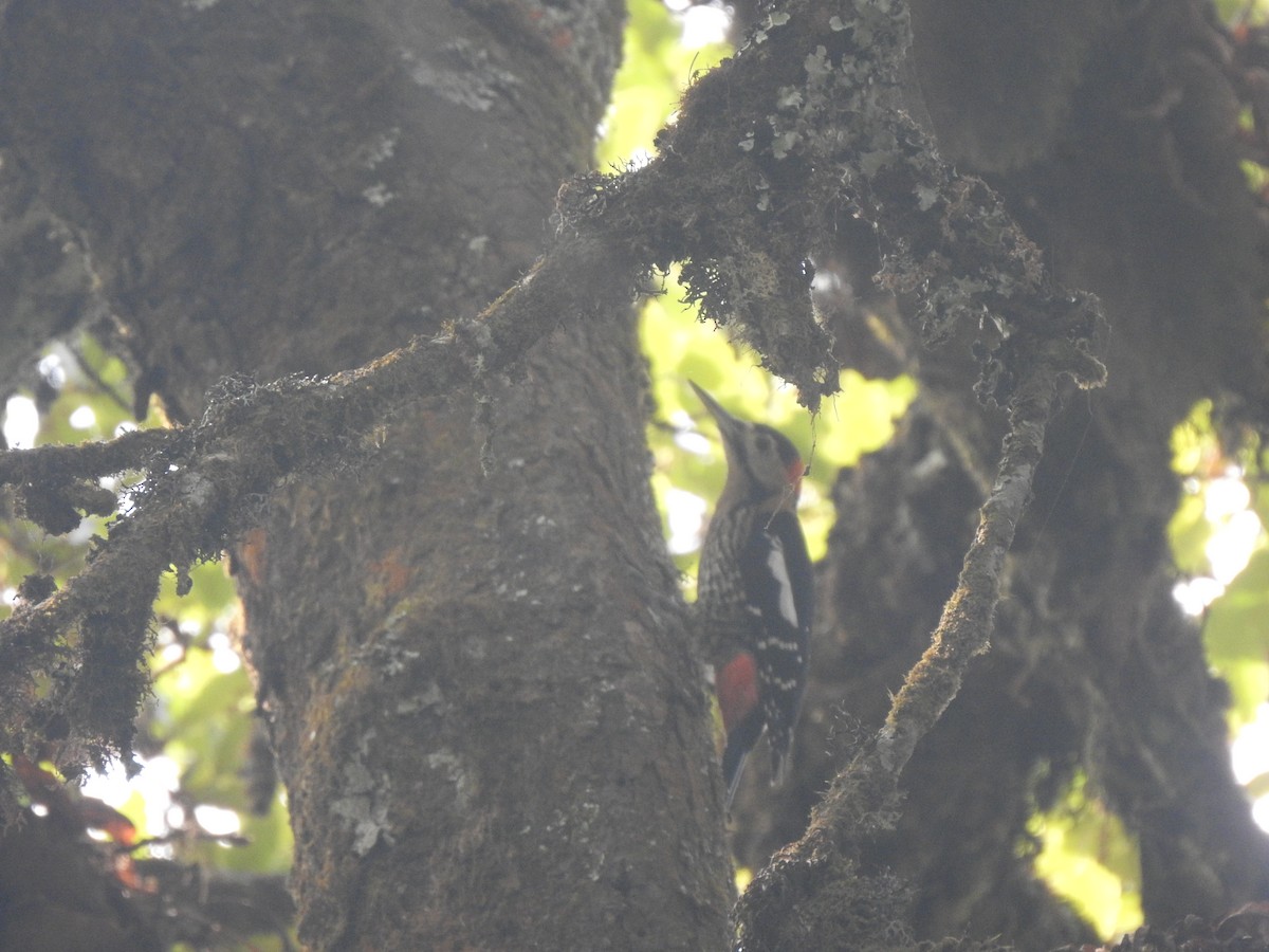 Pic de Darjiling - ML644211086