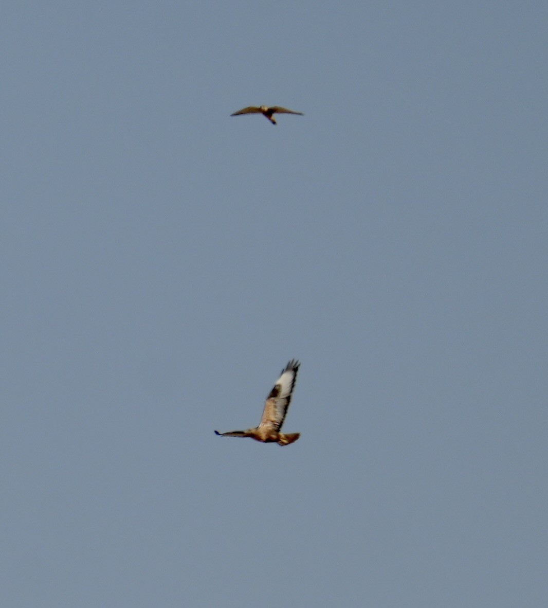 ニシオオノスリ - ML644211087