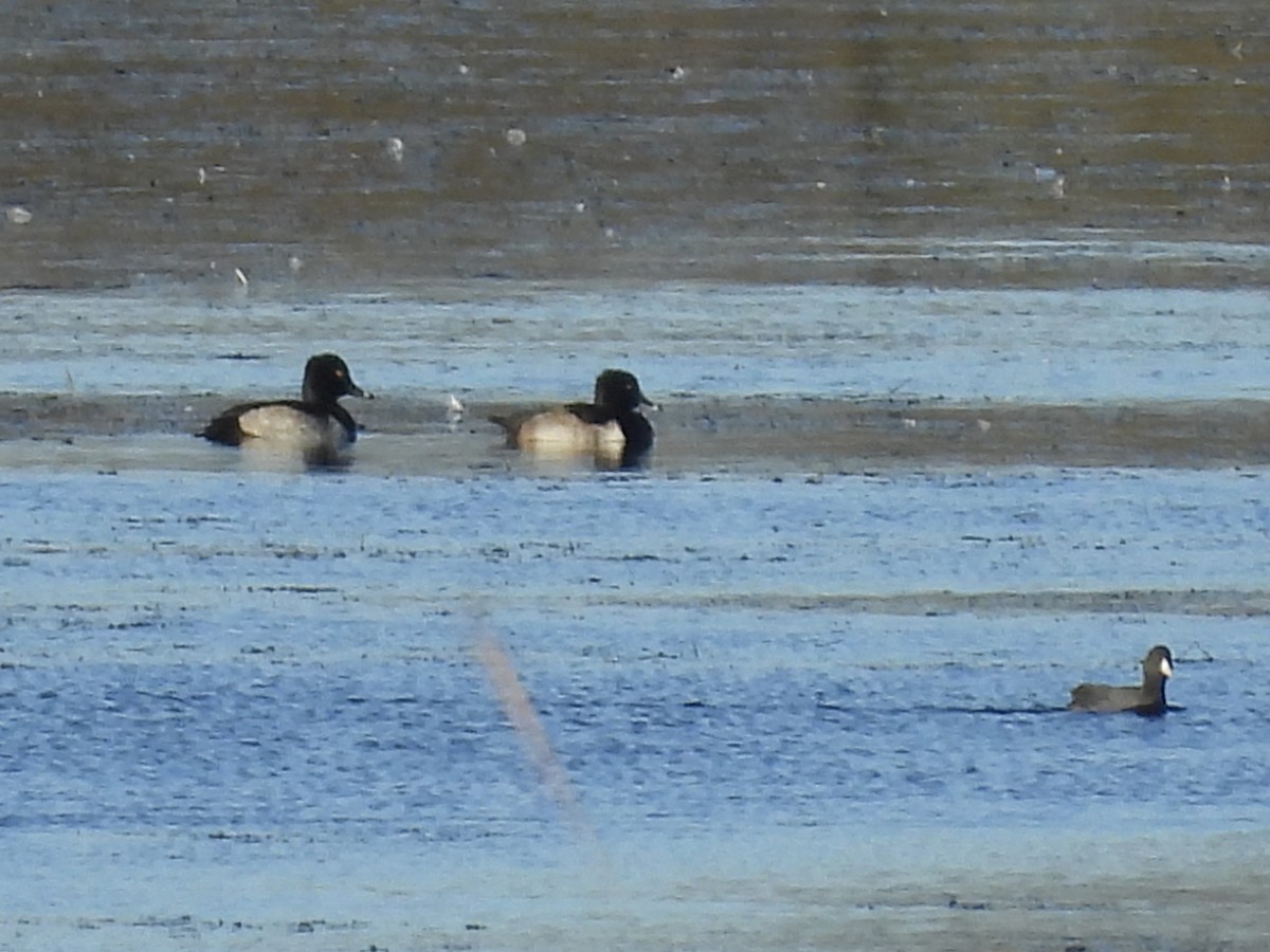 Ring-necked Duck - ML644211090