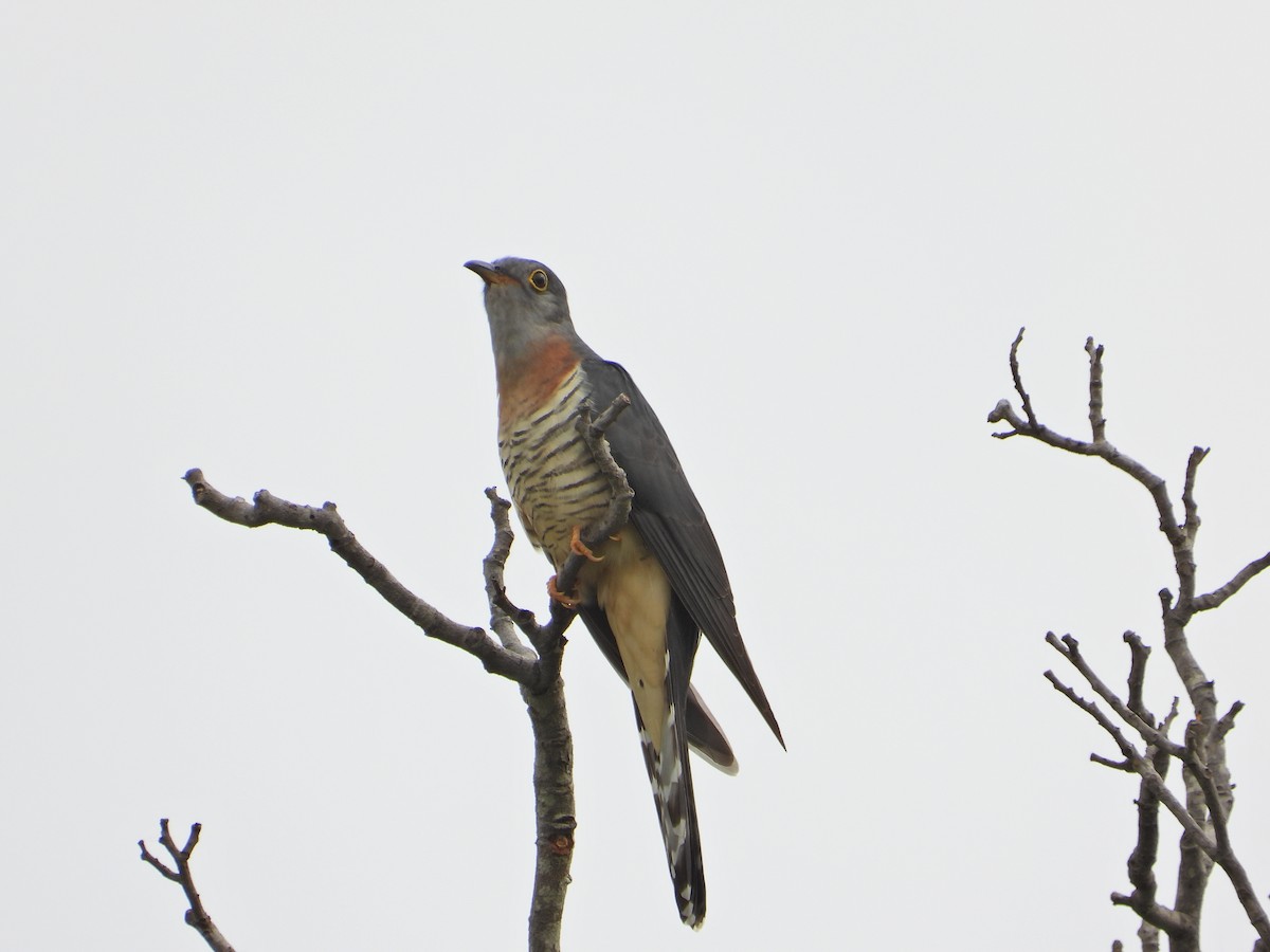 チャムネカッコウ - ML644211094