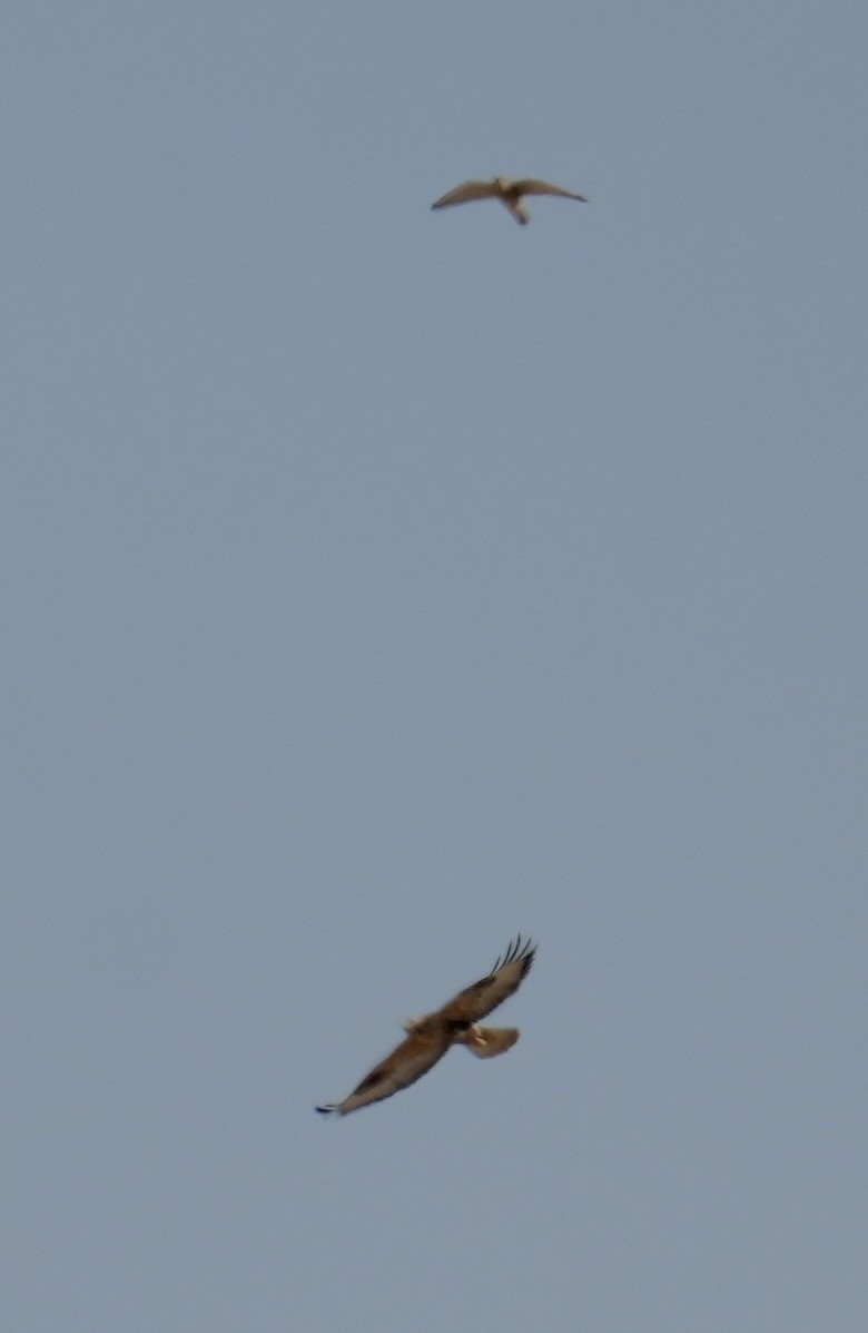 ニシオオノスリ - ML644211098