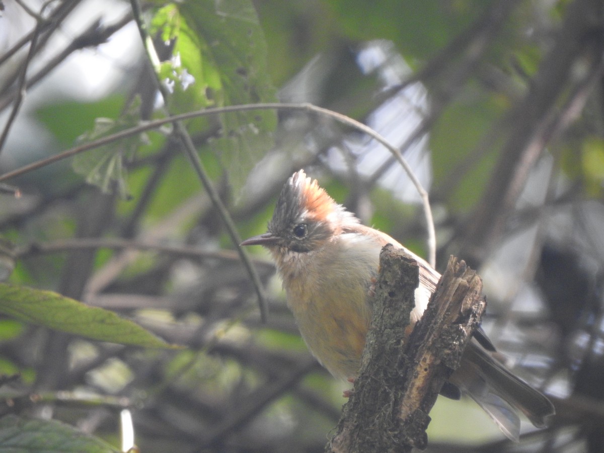 Yuhina à ventre roux - ML644211099