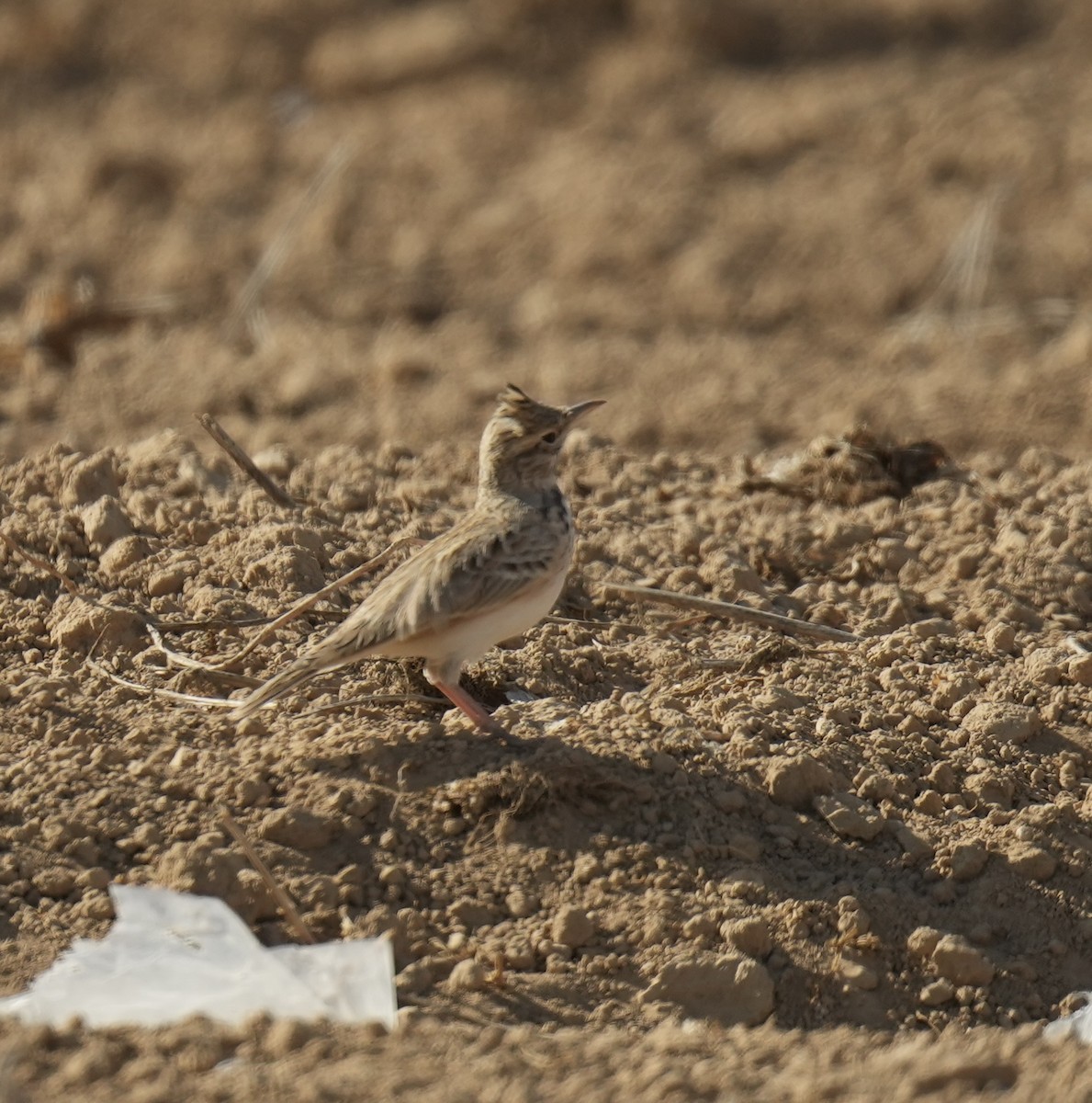 Tepeli Toygar [cristata grubu] - ML644211108