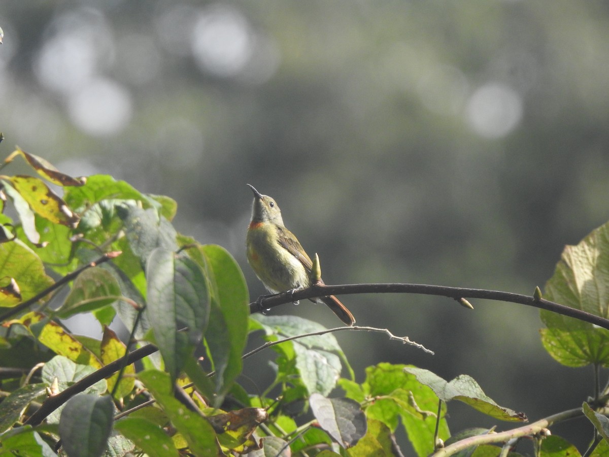 Fire-tailed Sunbird - ML644211110