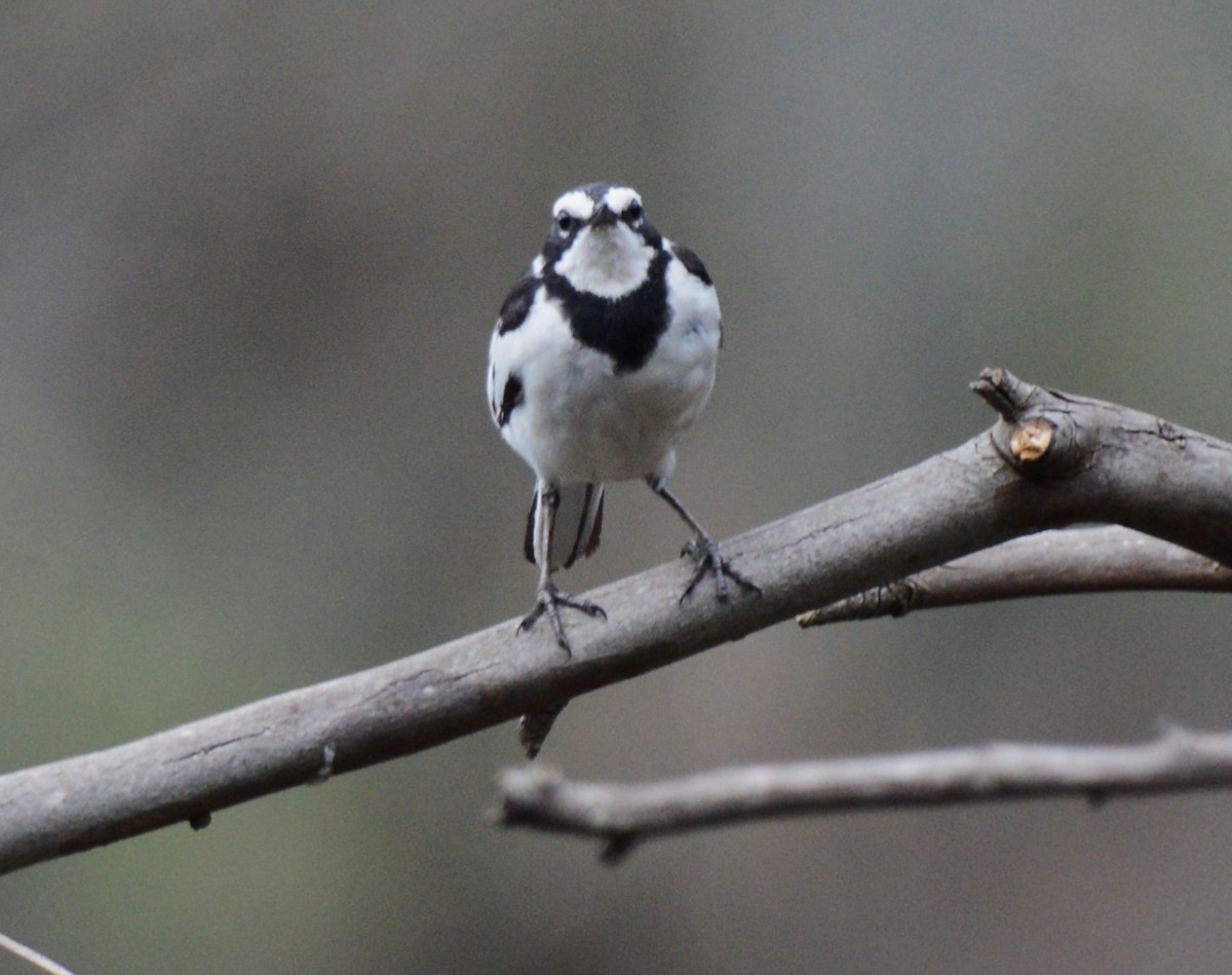 African Pied Wagtail - ML644211111