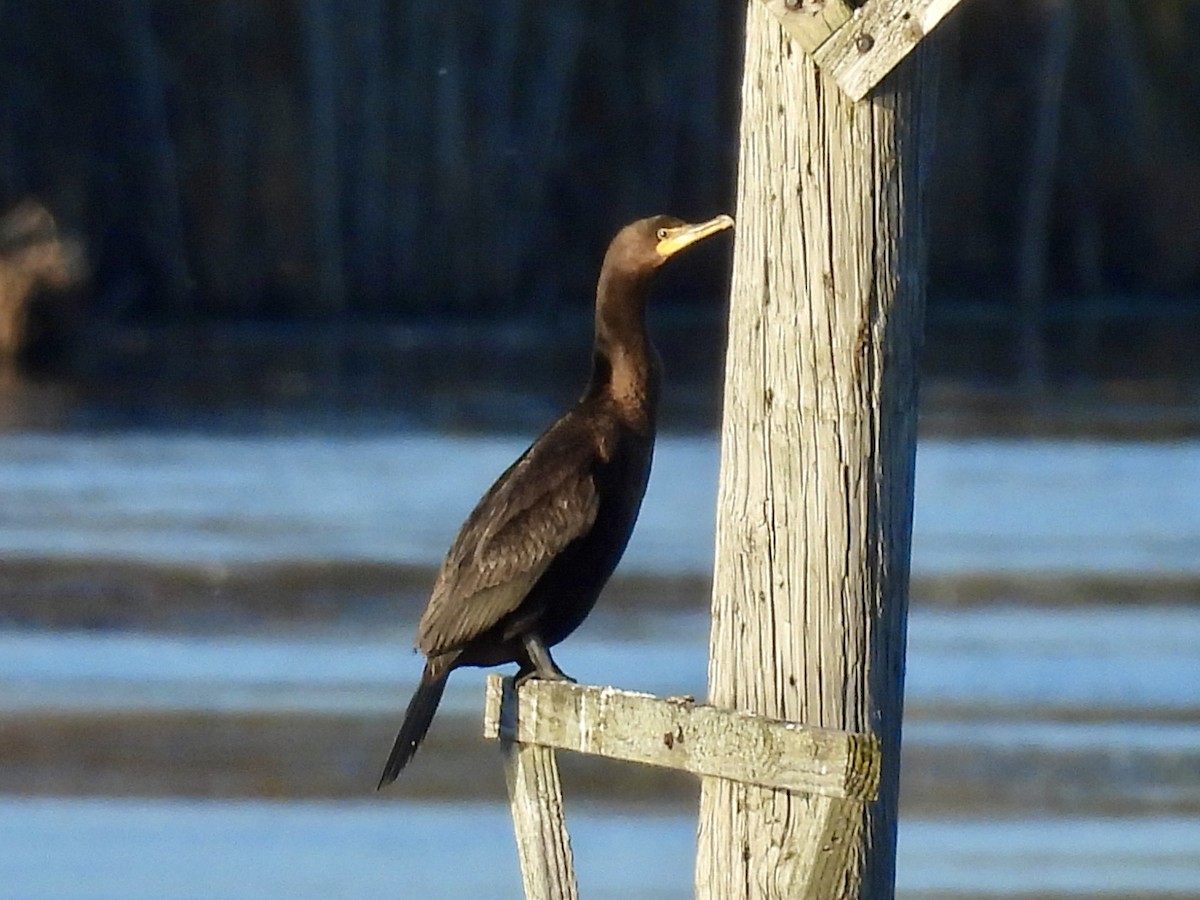 Double-crested Cormorant - ML644211112