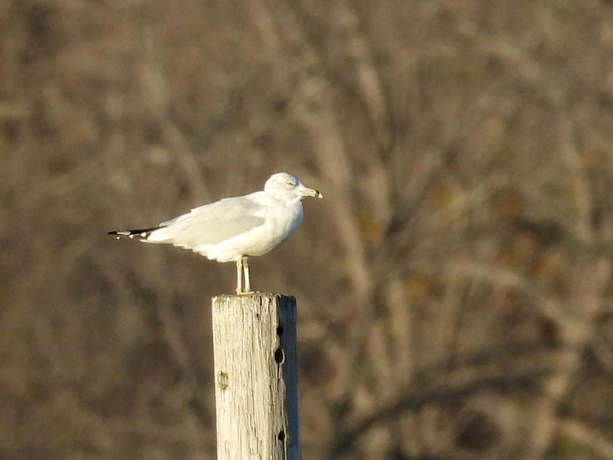 Ring-billed Gull - ML644211116
