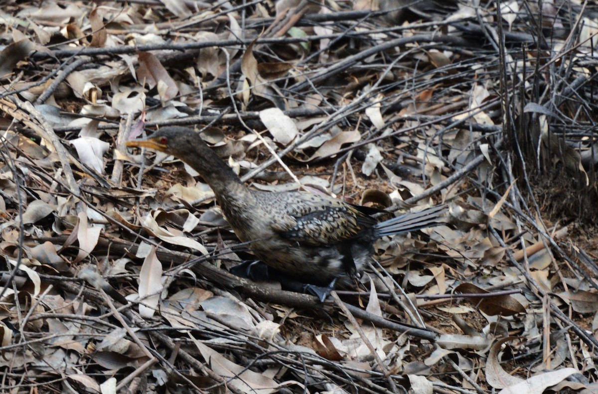 kormorán dlouhoocasý - ML644211119