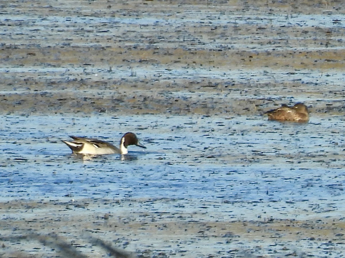 Northern Pintail - ML644211122