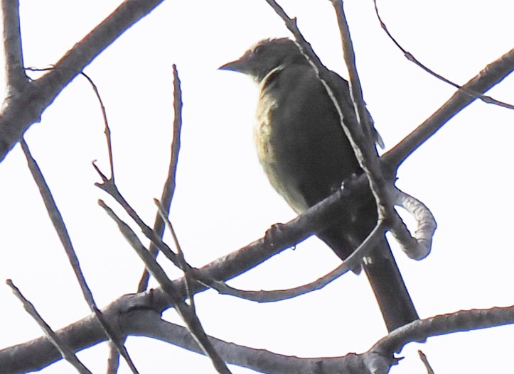 palmetanagar - ML644211130