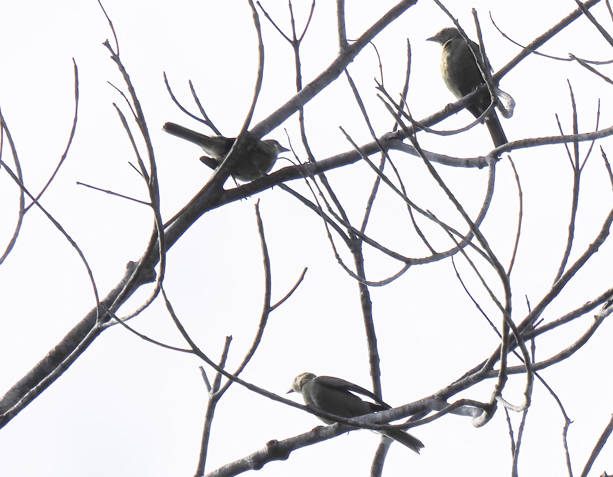 palmetanagar - ML644211139