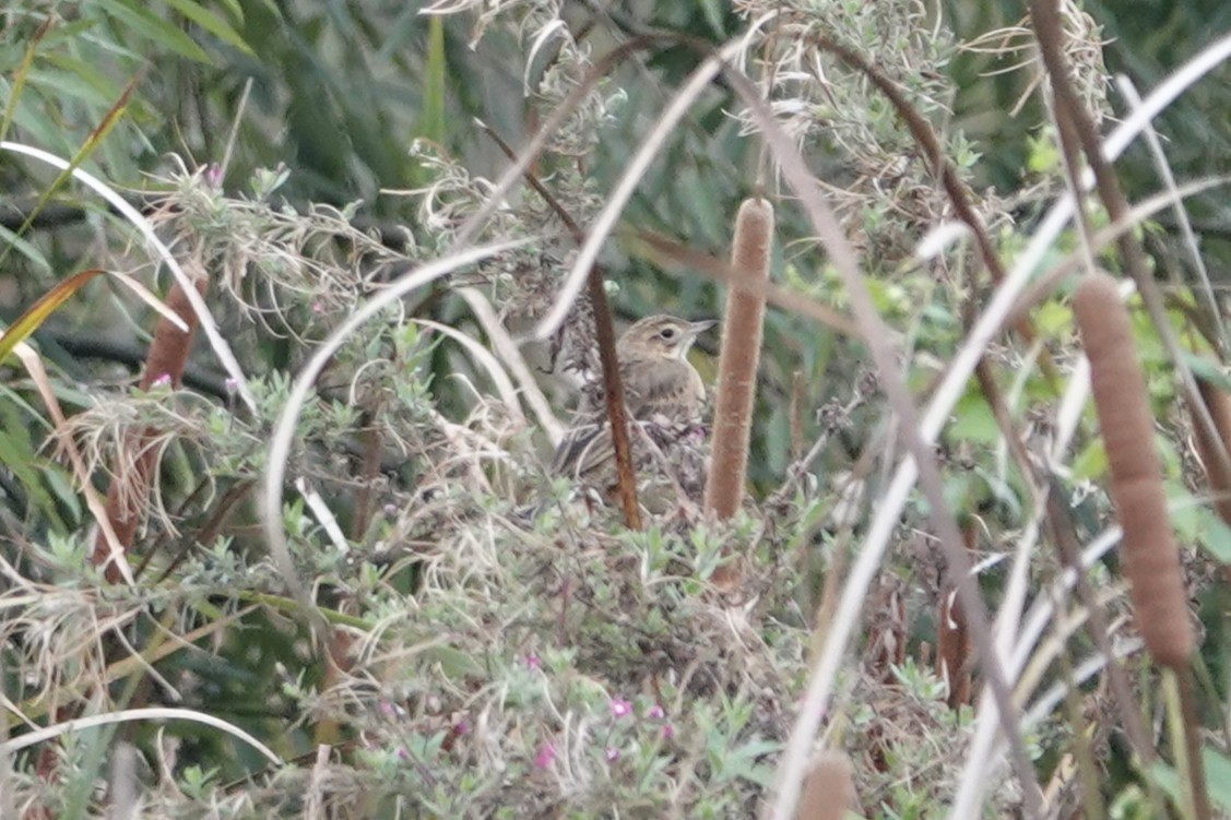 Bisbita de Richard - ML644211149