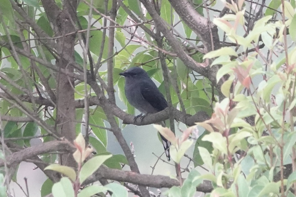 Kara Kanatlı Tırtılyiyen - ML644211152