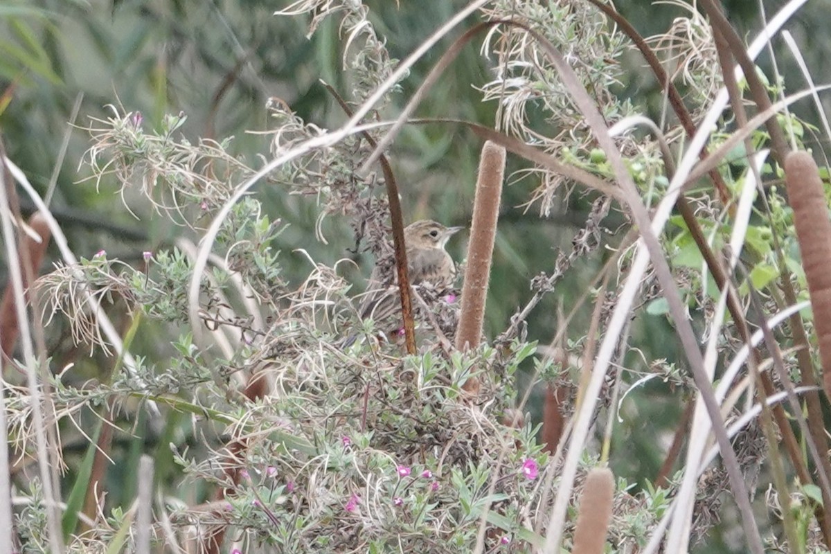 Bisbita de Richard - ML644211154