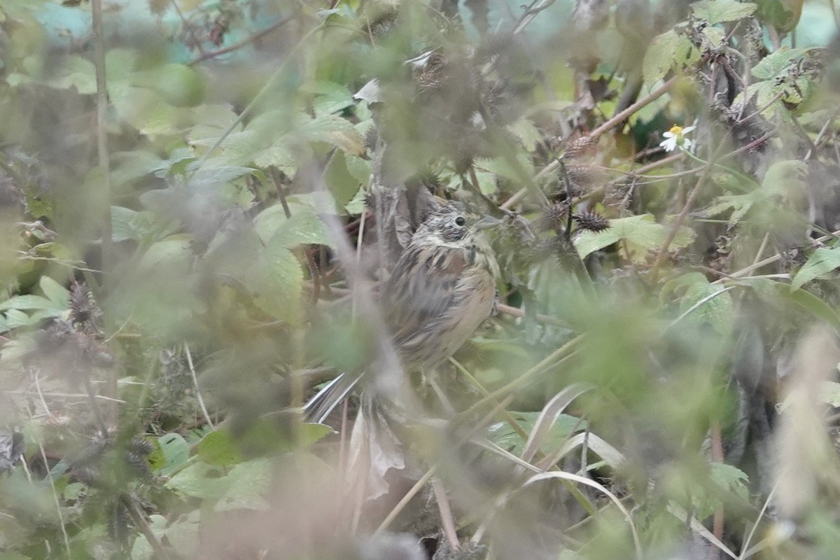 Шар нүдэн хөмрөг - ML644211157