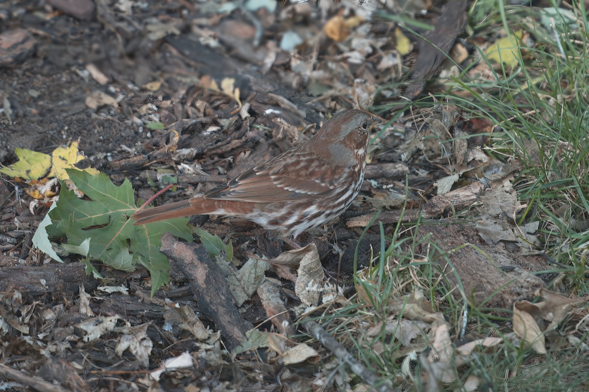 Fox Sparrow - ML644211166