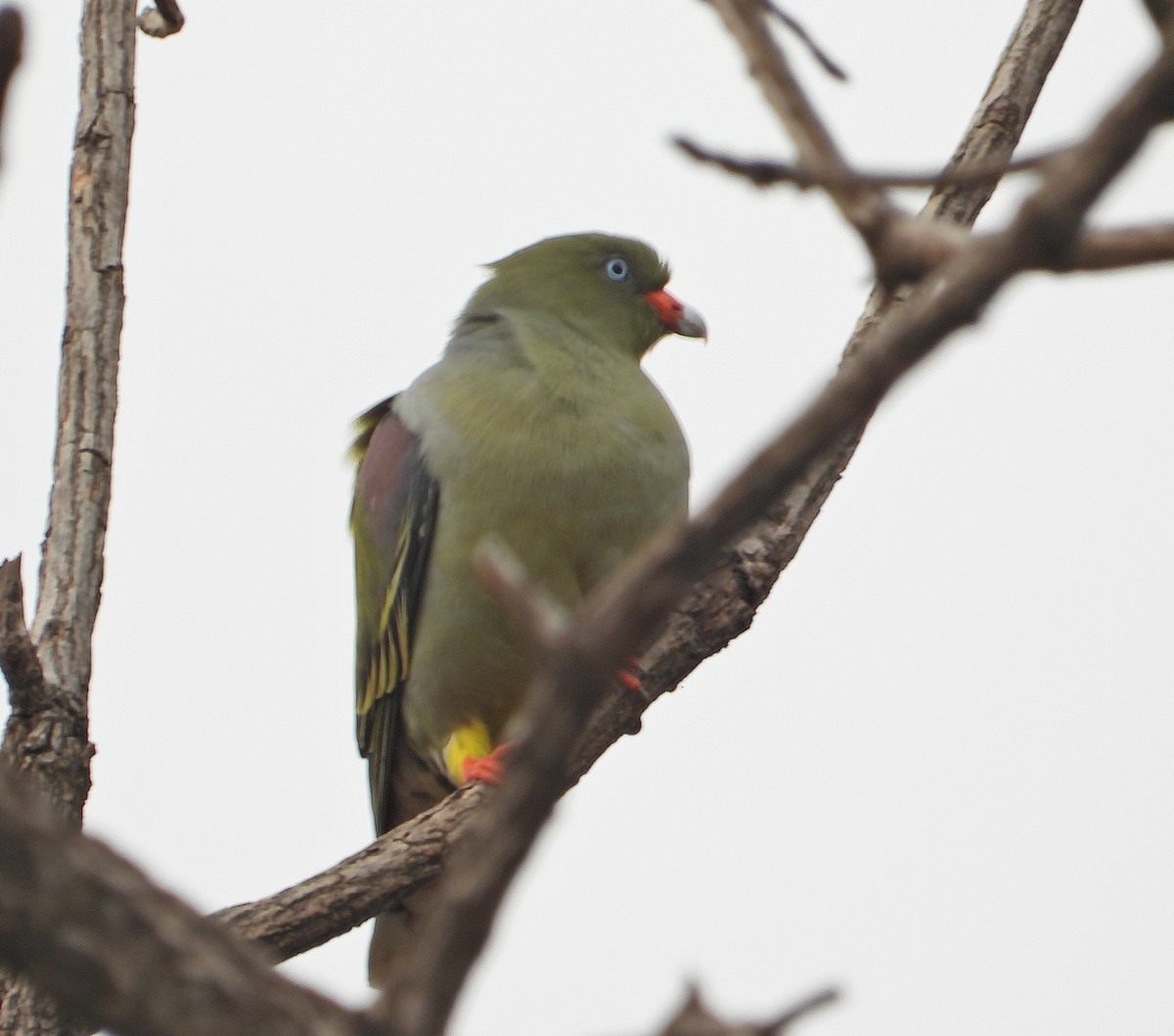 African Green-Pigeon - ML644211175