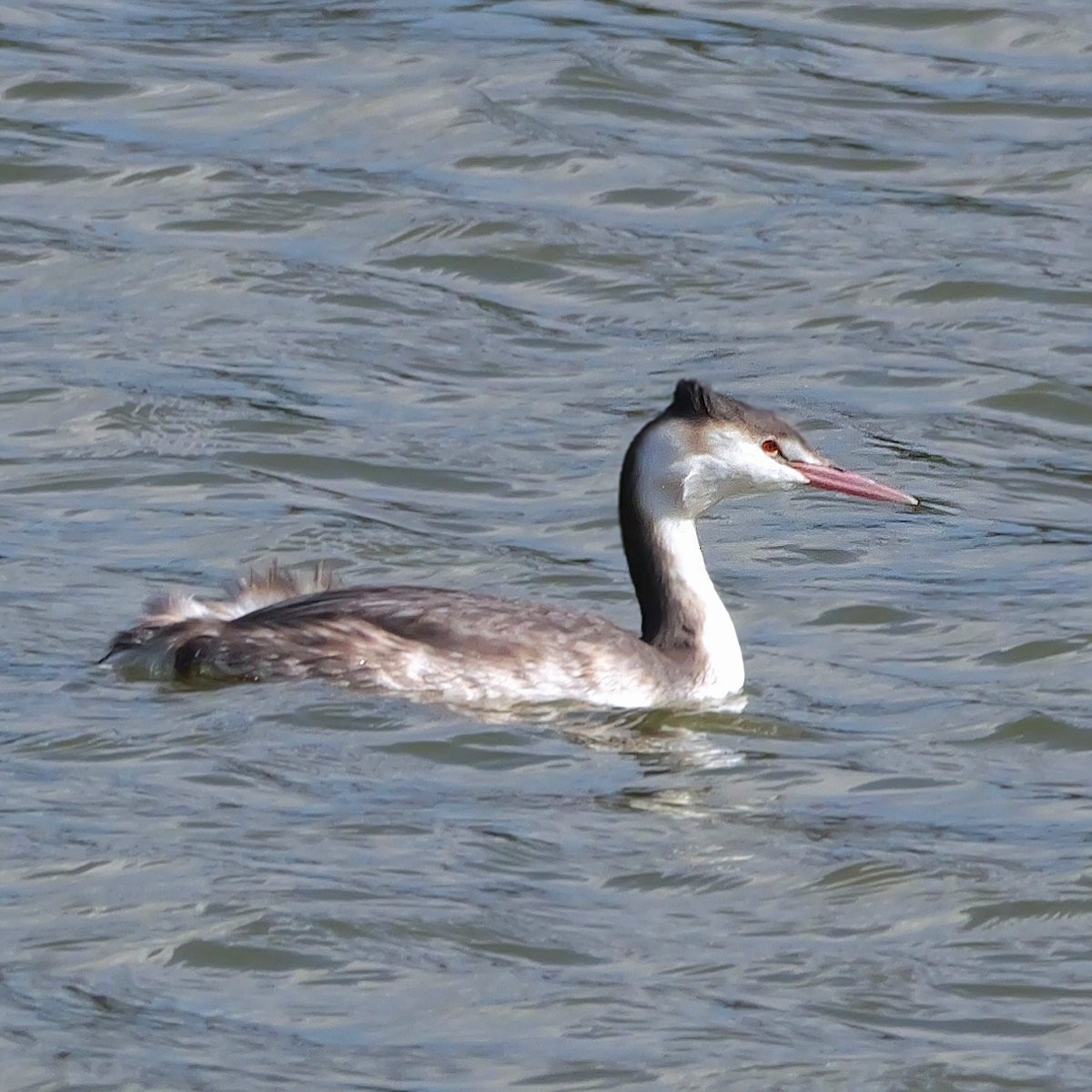 カンムリカイツブリ - ML644211177