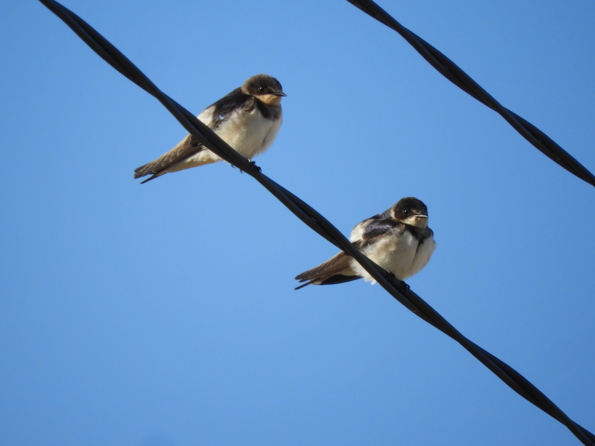 White-rumped Swallow - ML644211179