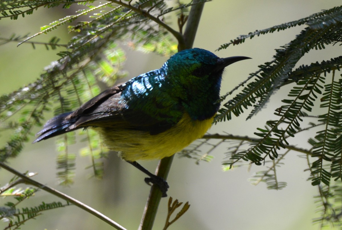 strdimil obojkový - ML644211185