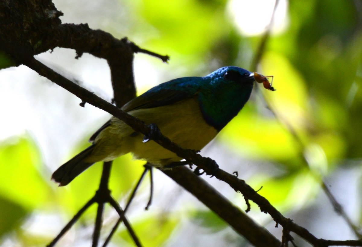 strdimil obojkový - ML644211186