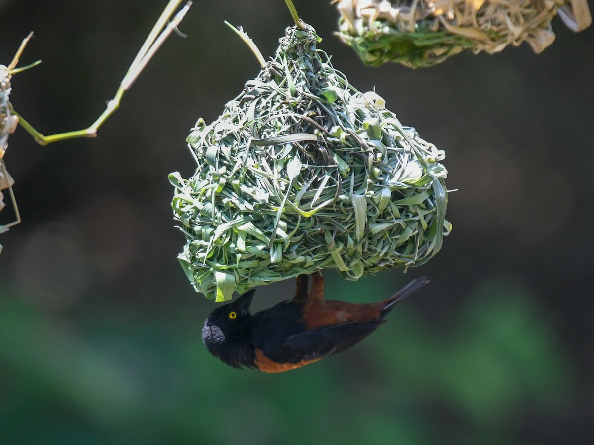 Chestnut-and-black Weaver - ML644211195