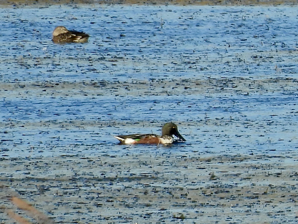 Northern Shoveler - ML644211202