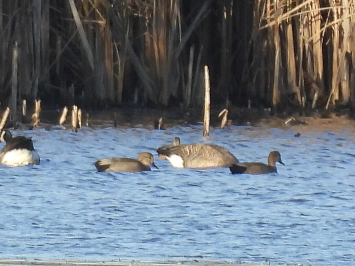 Gadwall - ML644211215