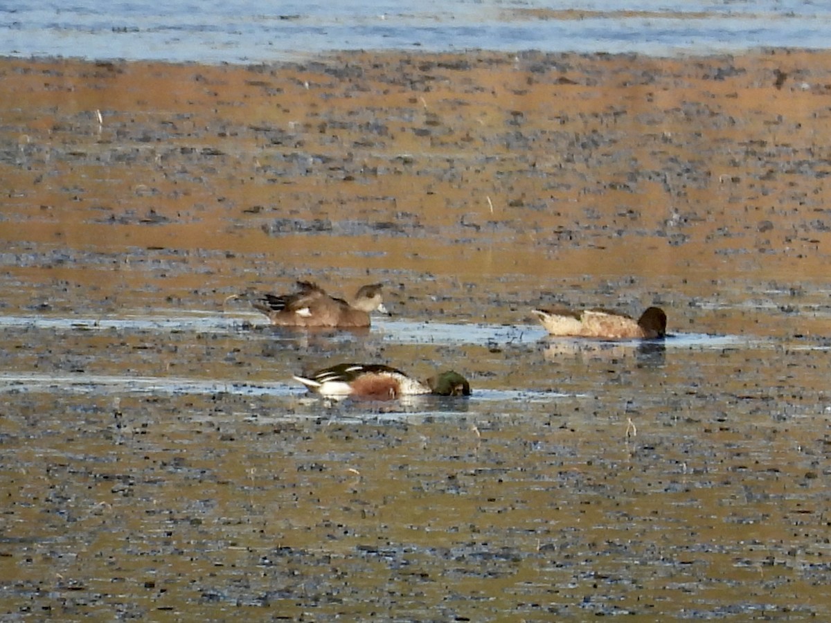 American Wigeon - ML644211221