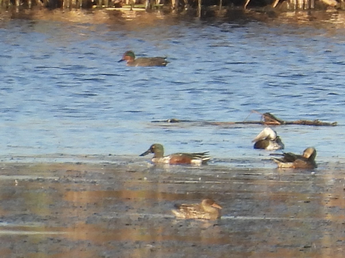 Green-winged Teal - ML644211244