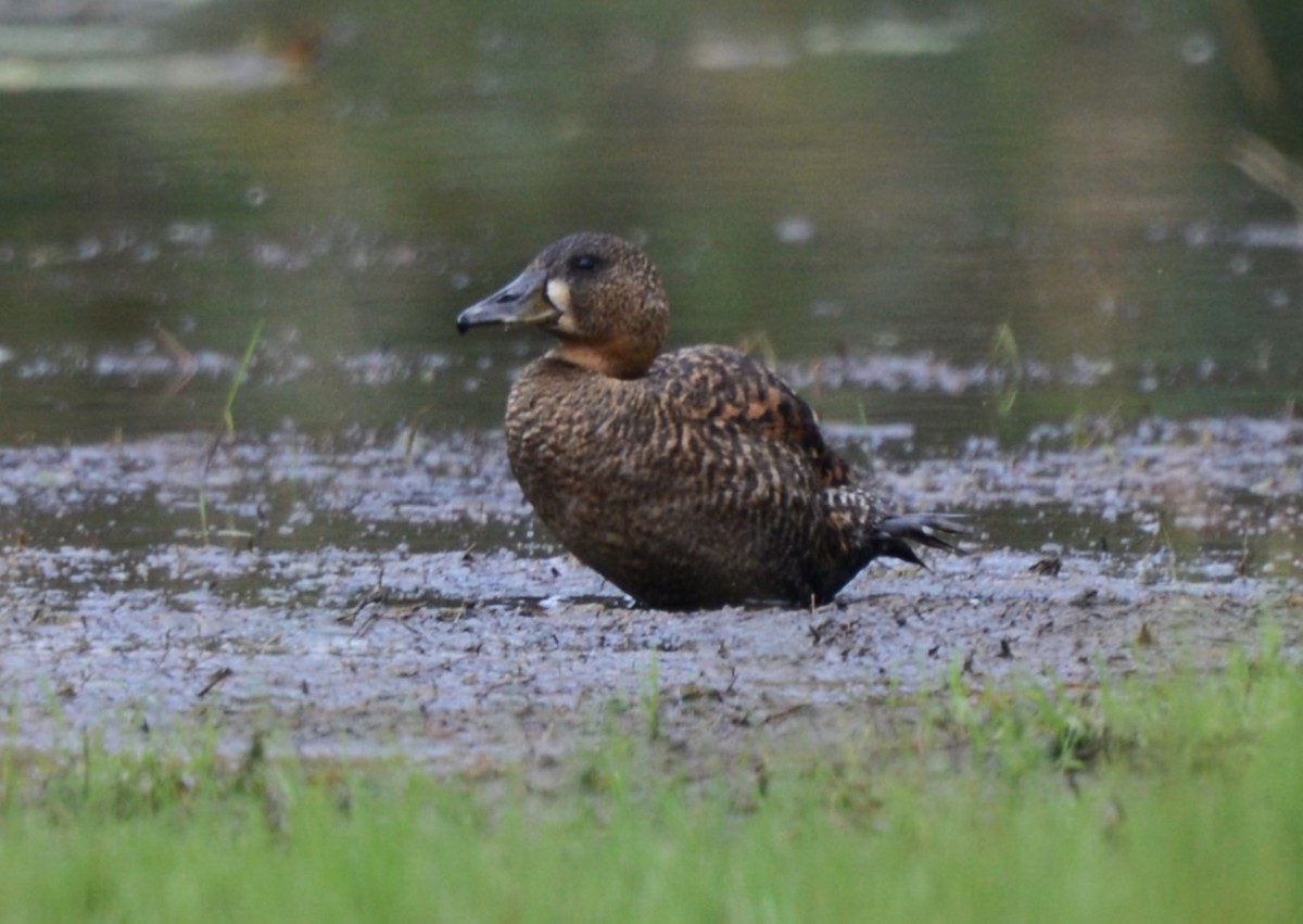 Pato Dorsiblanco - ML644211252