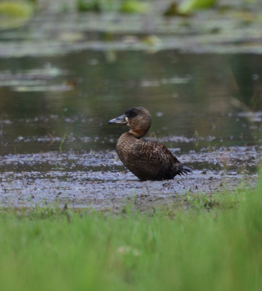 Pato Dorsiblanco - ML644211253