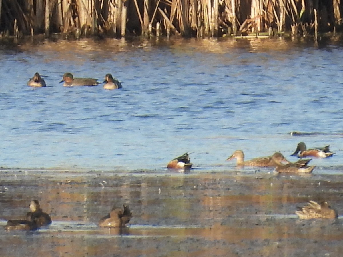 Green-winged Teal - ML644211273