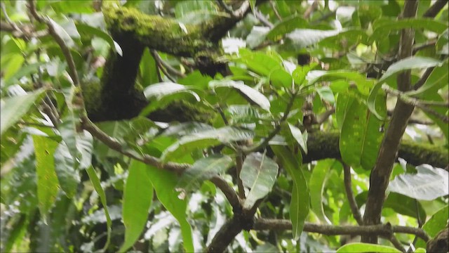 Spot-breasted Fantail - ML644211274