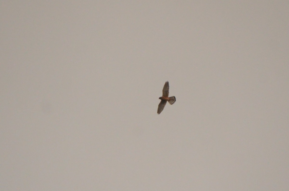 Скальная пустельга - ML644211282