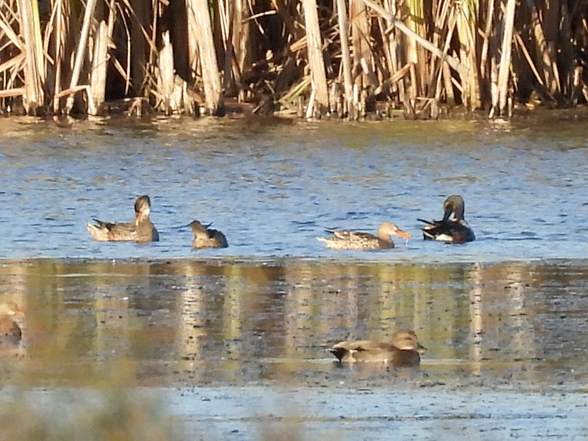 Northern Shoveler - ML644211296