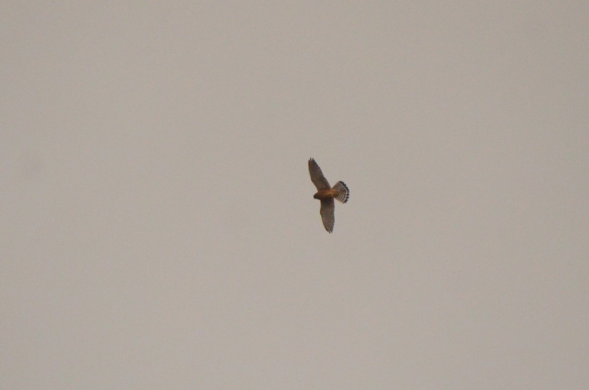 Скальная пустельга - ML644211301