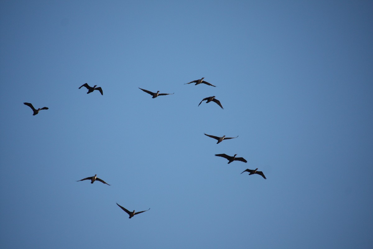 kormorán ušatý - ML644211302