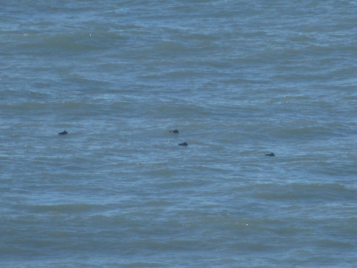 ヨーロッパクロガモ - ML644211316